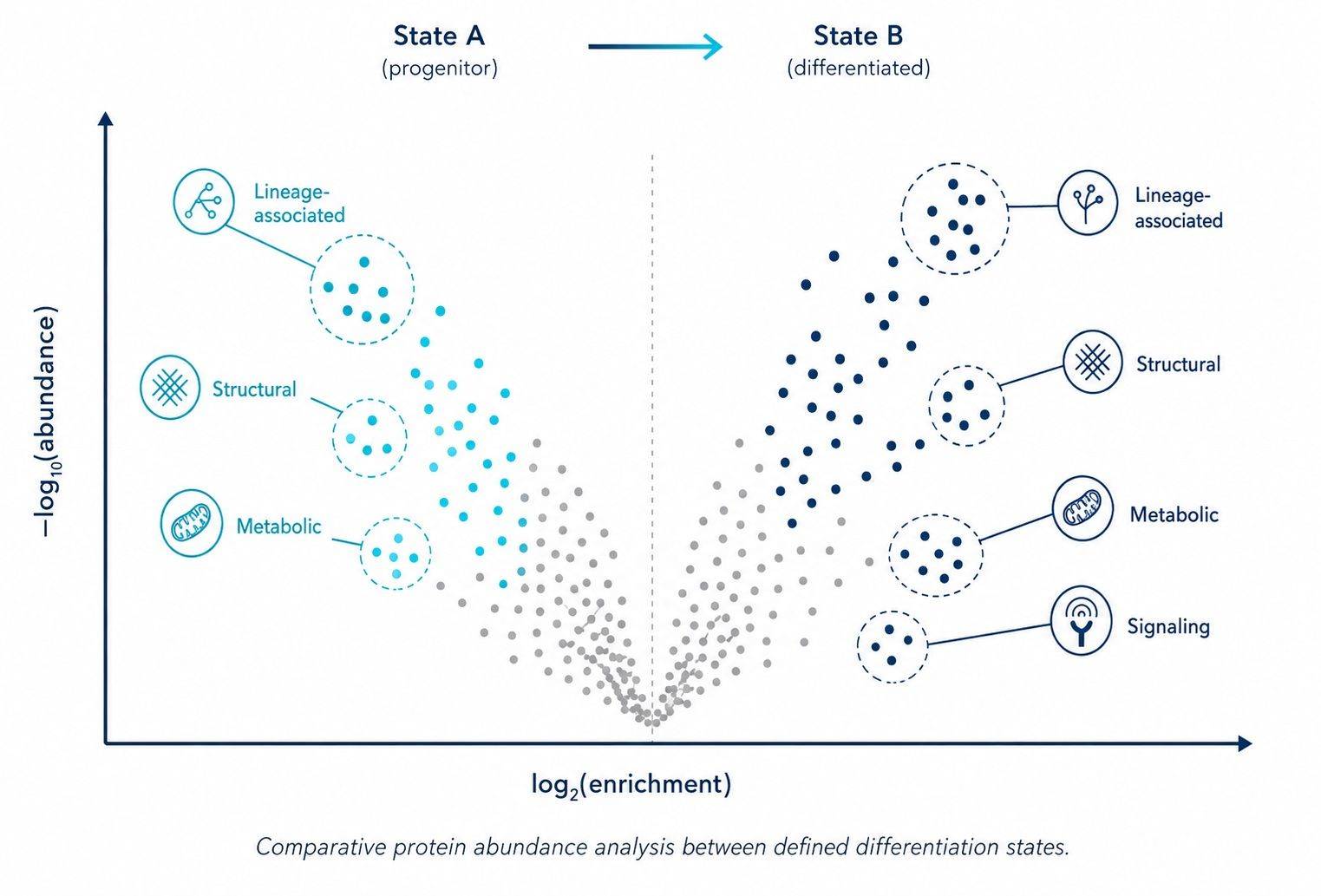 Differential protein abundance comparison between defined cell differentiation states
