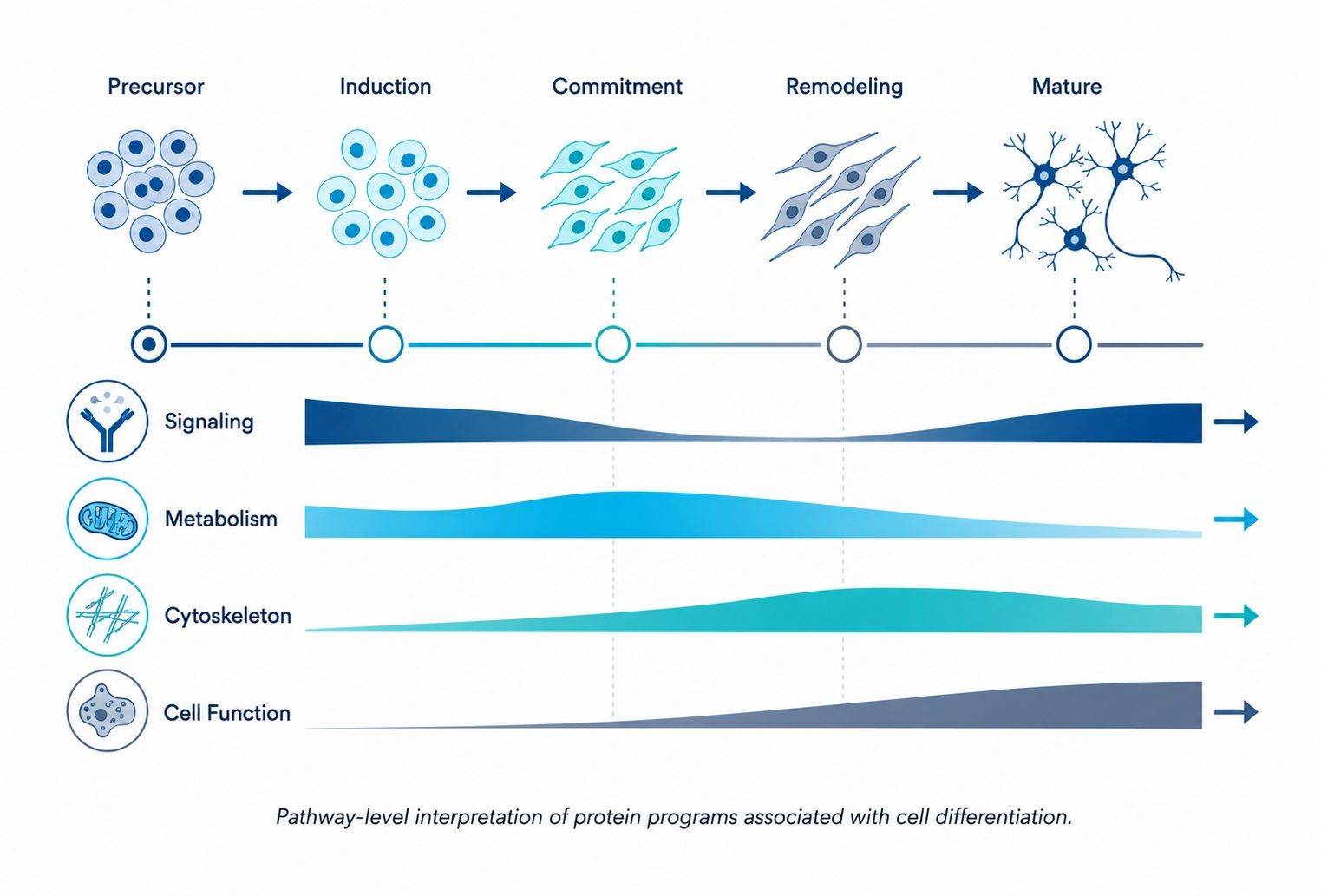 Pathway analysis output for cell differentiation proteomics