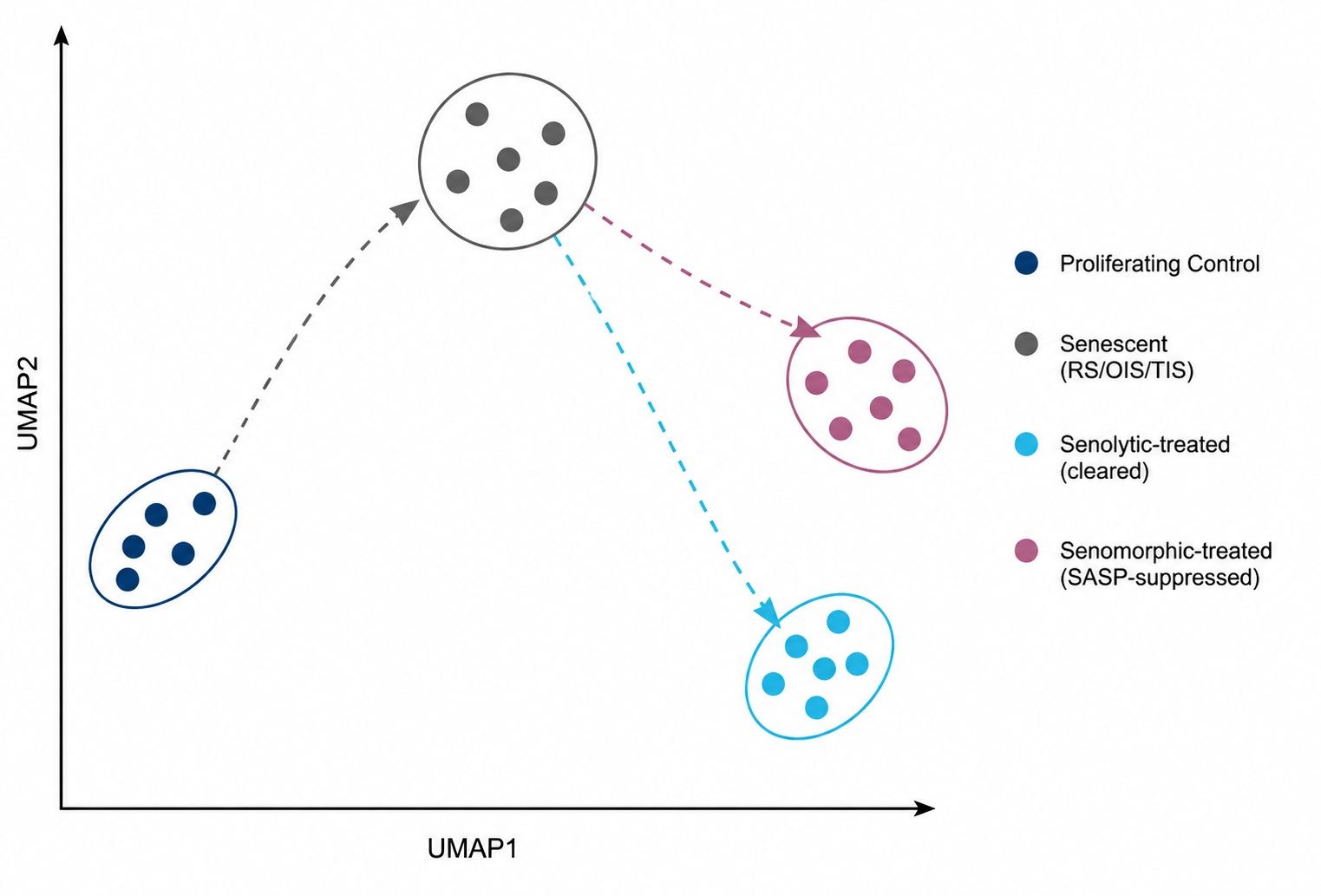 PCA clustering of proliferative, senescent, and senolytic-treated states