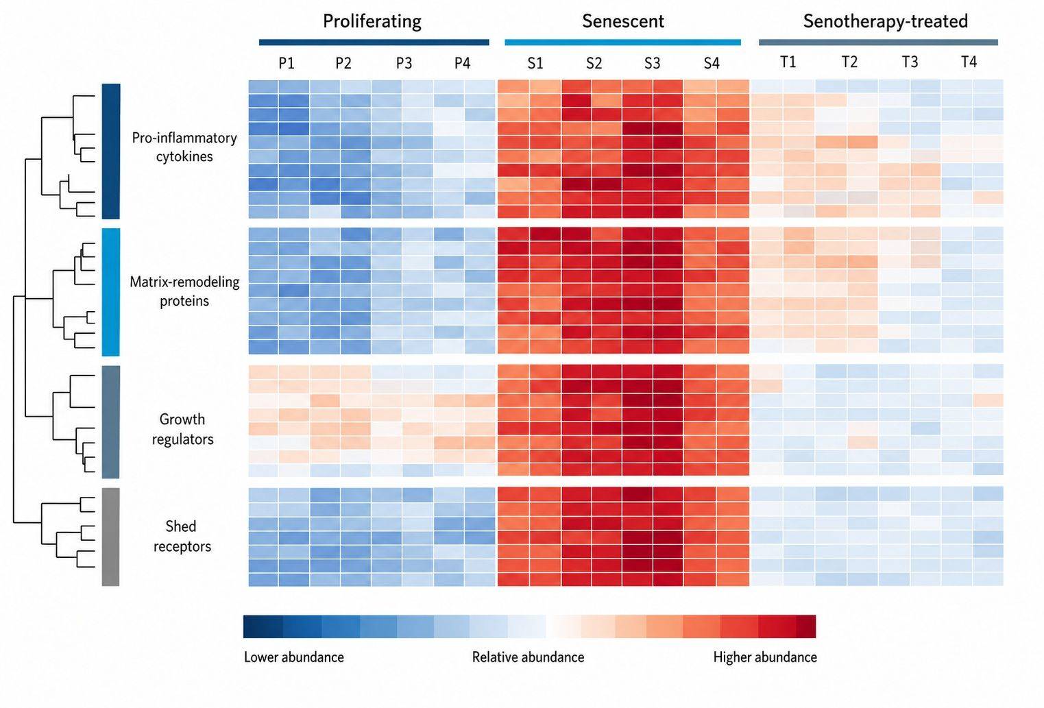 Heatmap of SASP secretome factors across senescence triggers