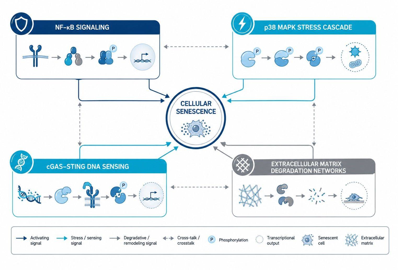 SASP Atlas pathway enrichment and stress kinase network