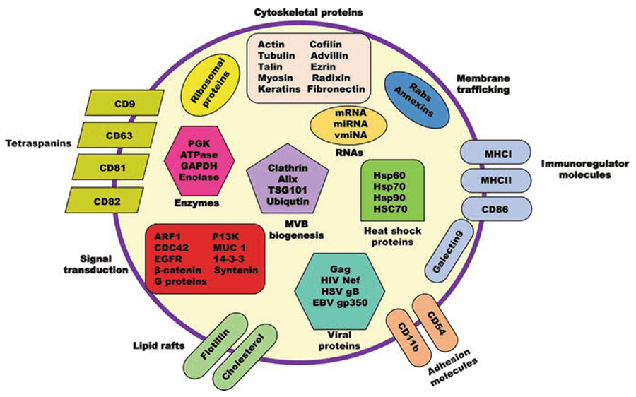 Composition of exosomes