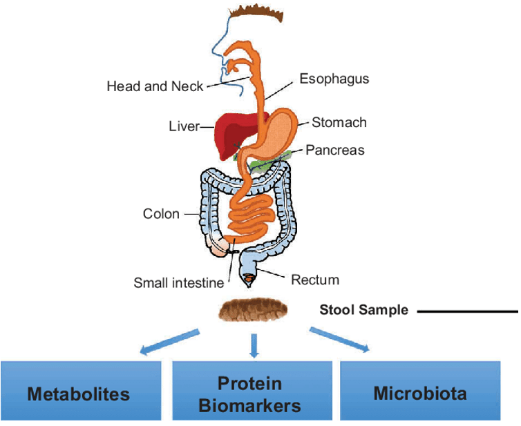 Stool samples contain information relating to the gastrointestinal (GI) tract that it has passed over and organs feeding into it. The fecal components can be analyzed by proteomics to reveal potential biomarkers, disease-related signaling pathways and the microbiome.