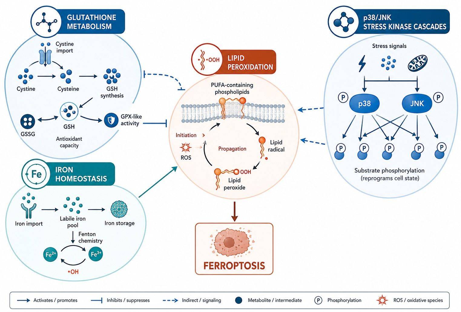 GSEA pathway enrichment and KSEA kinase network
