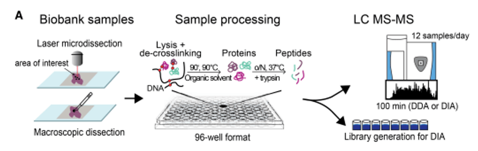 Mass spectrometry-based workflow for FFPE tissue analysis