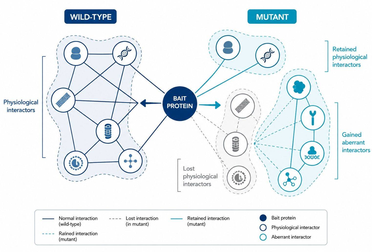 AP-MS interactome network comparing WT and mutant binding partners