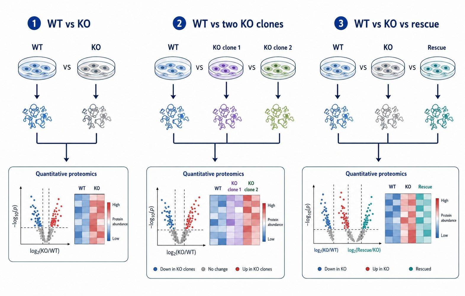 Study-design diagram comparing WT versus KO, multiple knockout clones, rescue, and genotype-by-treatment proteomics designs