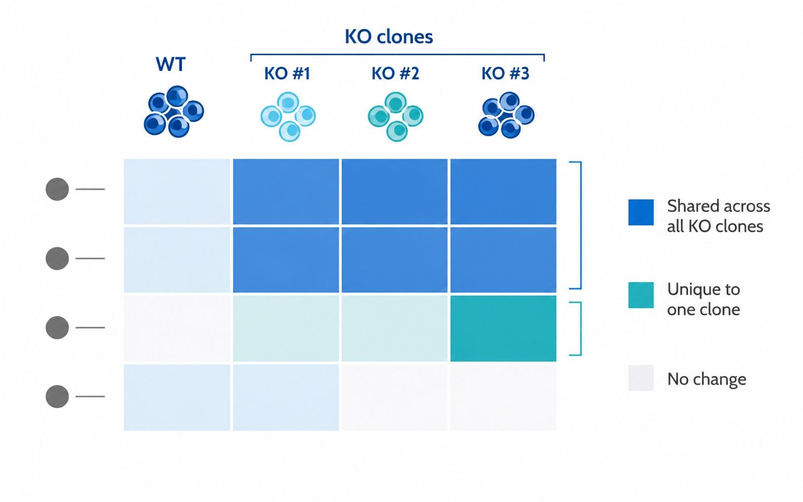 Conceptual heatmap separating genotype-consistent proteomic changes from clone-specific changes across knockout clones