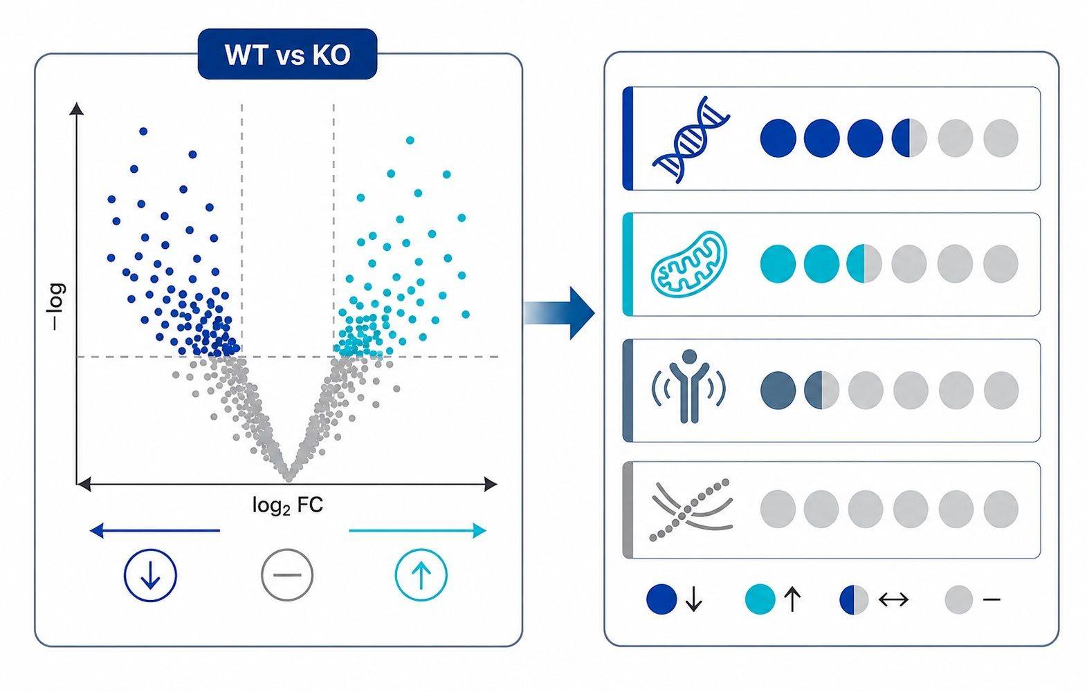 Representative WT versus KO differential proteomics result linked to pathway prioritization
