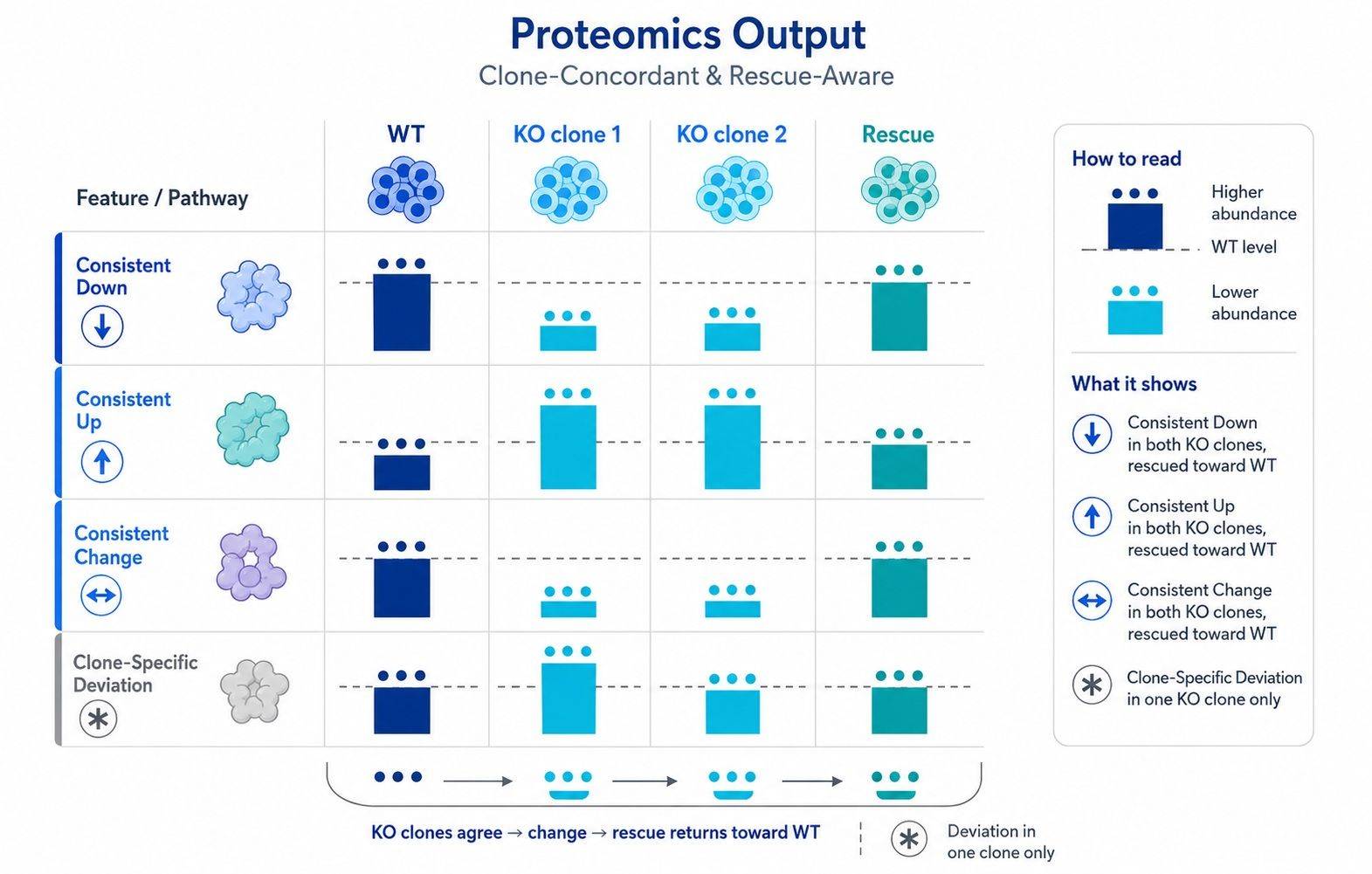 Representative rescue-aware or multi-clone proteomics output distinguishing shared knockout effects from clone-specific changes
