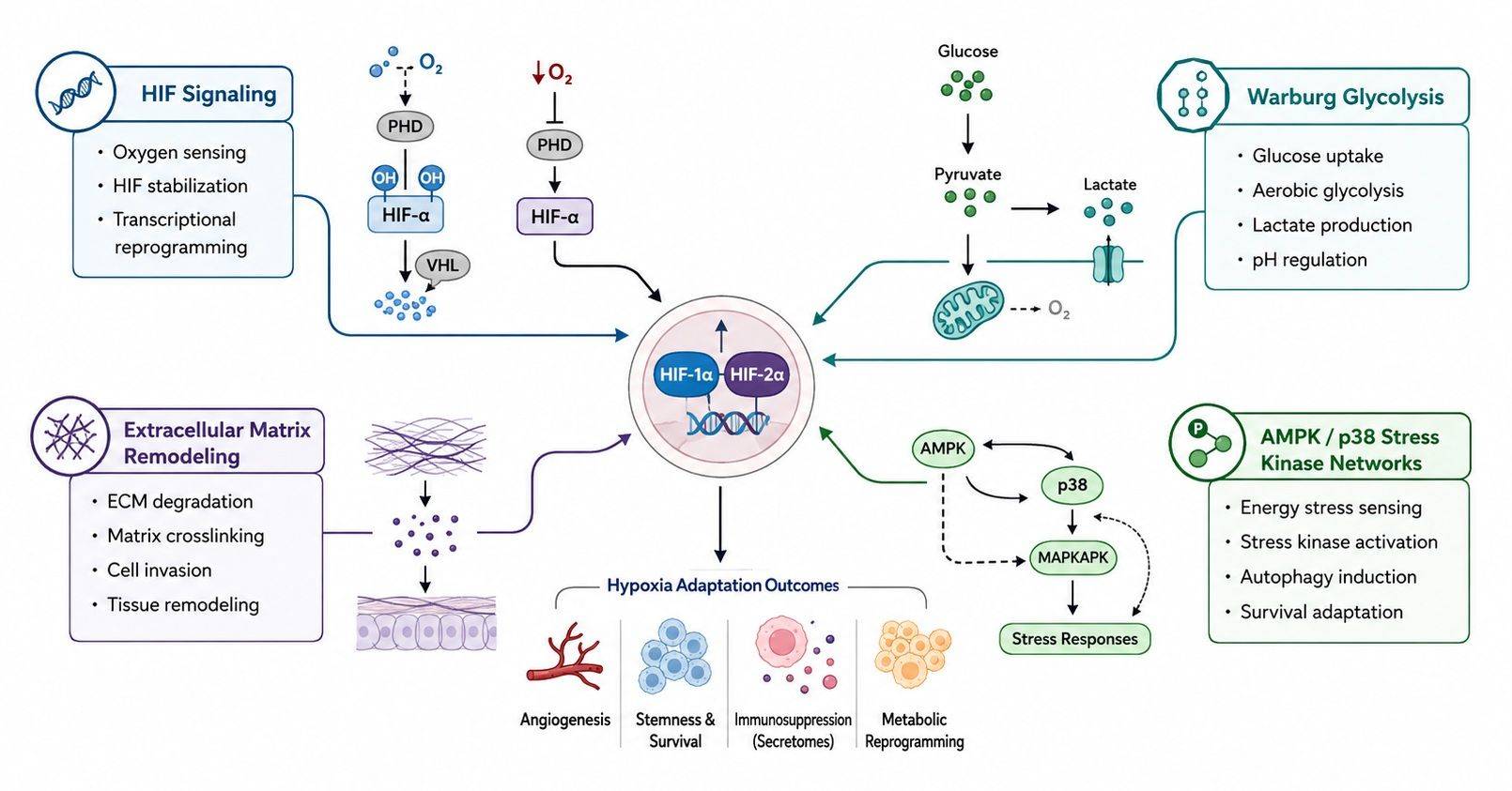 PCA and UMAP clustering of normoxic, hypoxic, and reoxygenated states