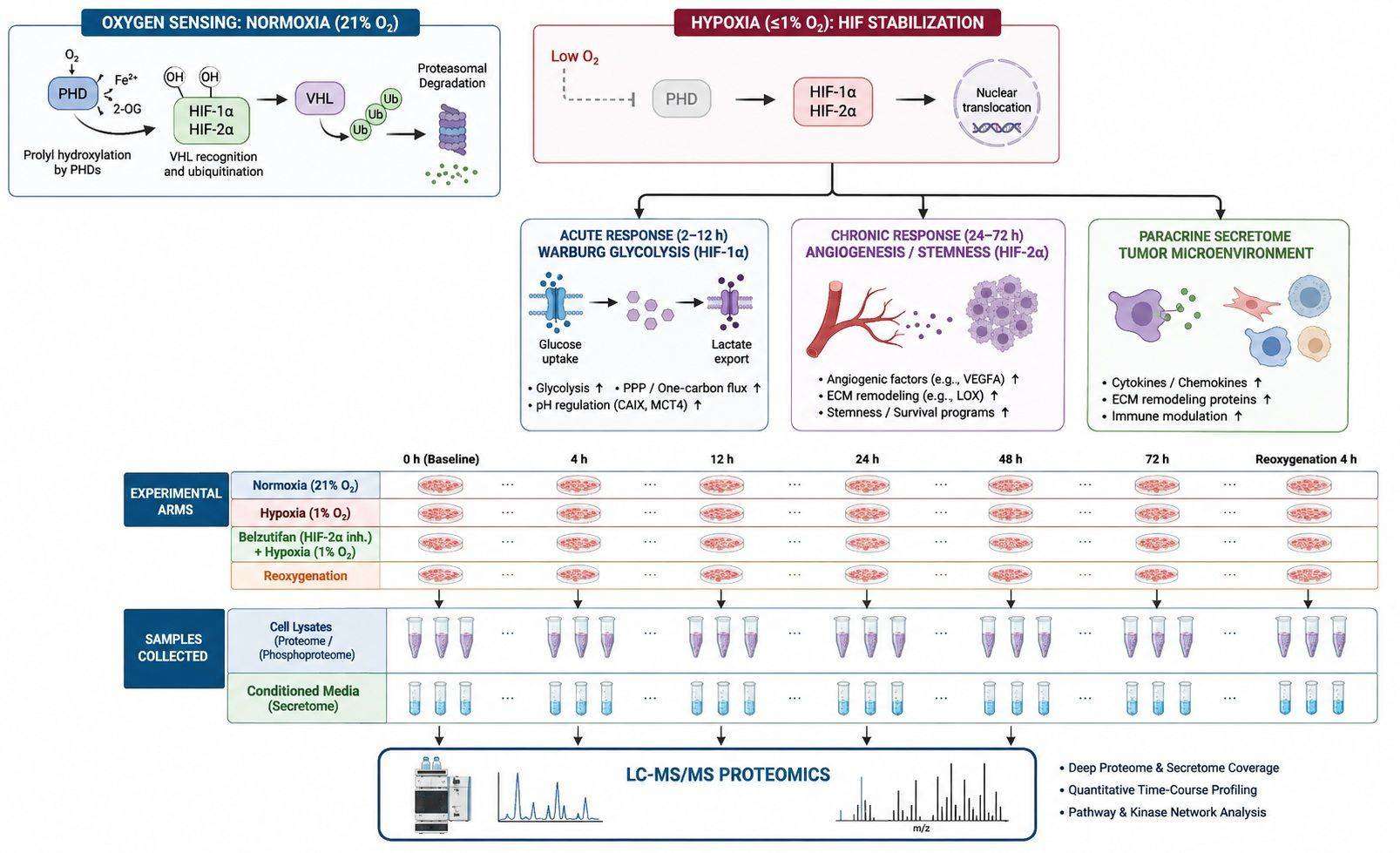 Warburg glycolysis and hypoxic secretome heatmap