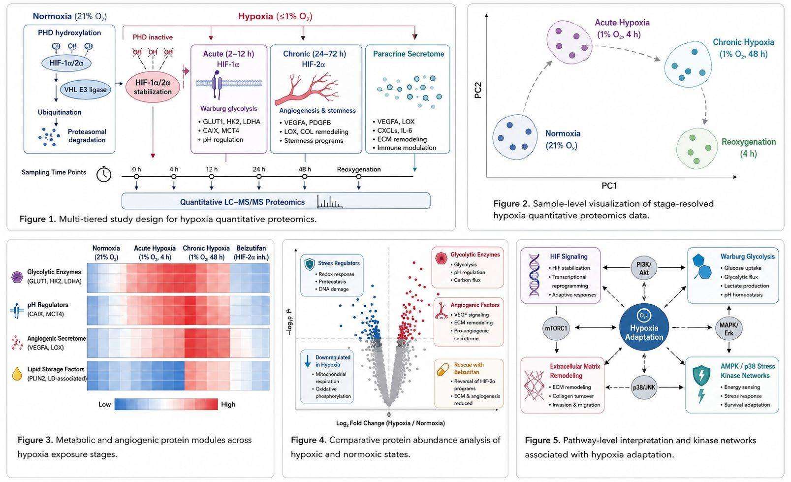GSEA pathway enrichment and KSEA kinase network in hypoxia