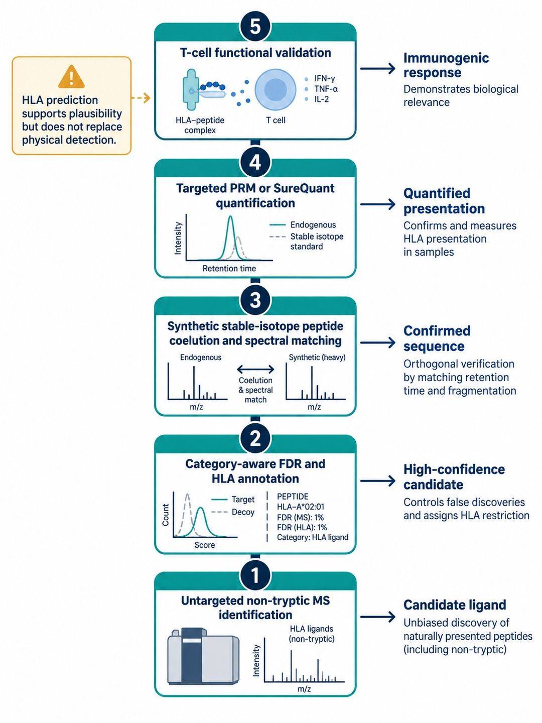 Evidence ladder from untargeted HLA peptide discovery through synthetic-standard confirmation, targeted quantification, and functional immune testing.