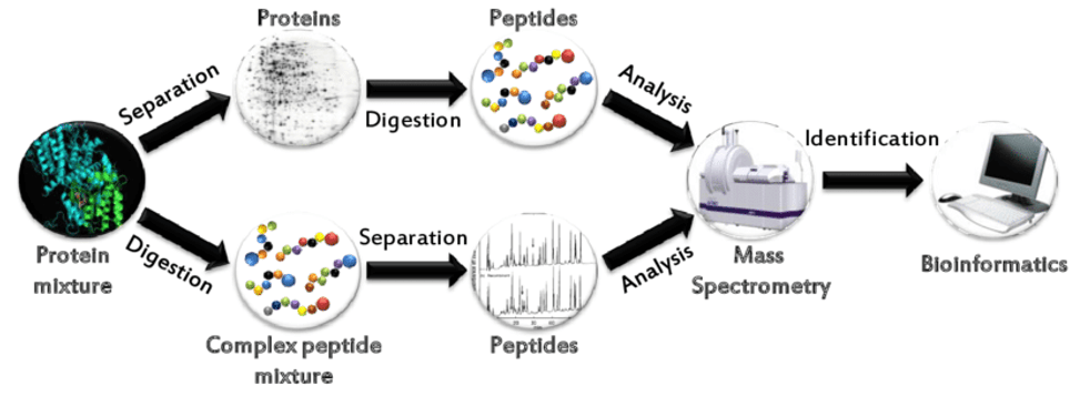 Common bottom-up approaches for protein identification by mass spectrometry