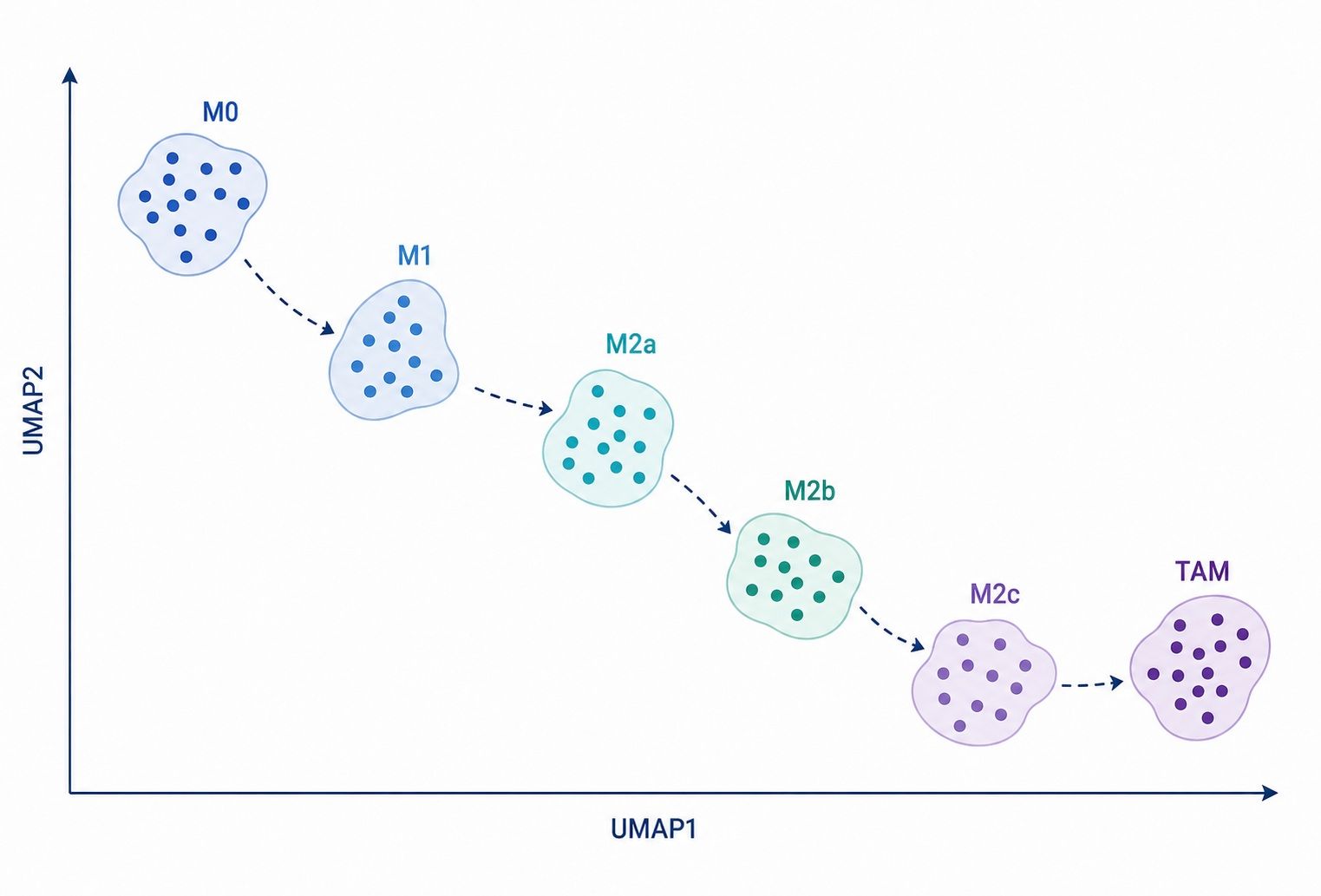 PCA and UMAP clustering of macrophage polarization states