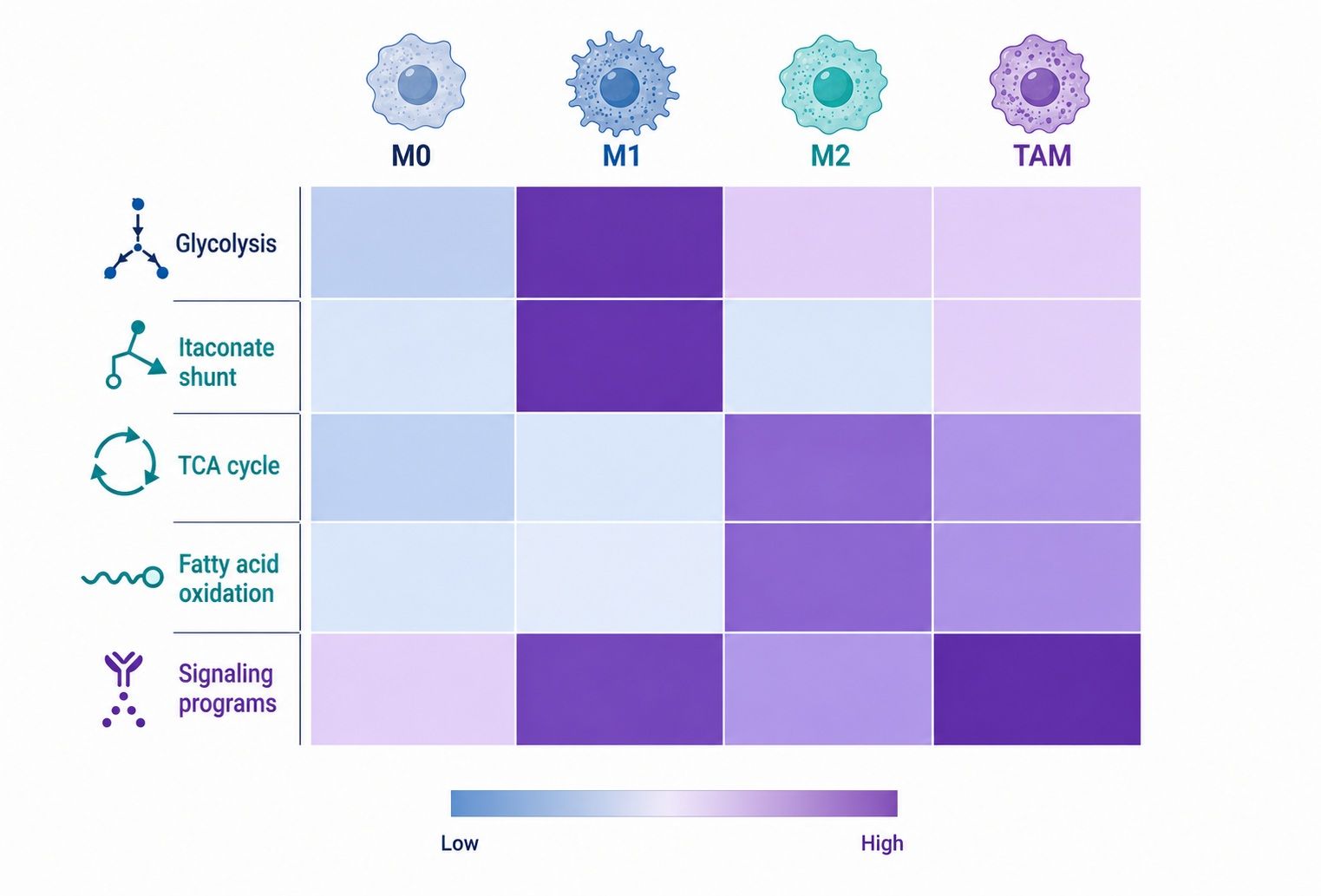 Metabolic rewiring and temporal heatmap