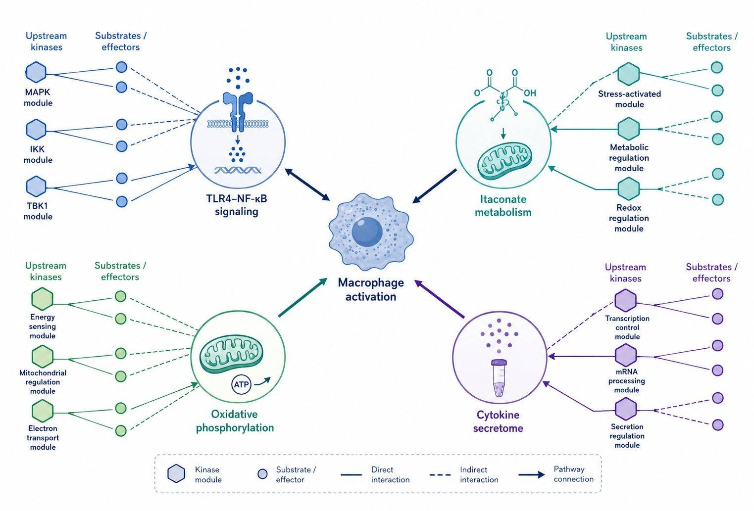 GSEA pathway enrichment and KSEA kinase network