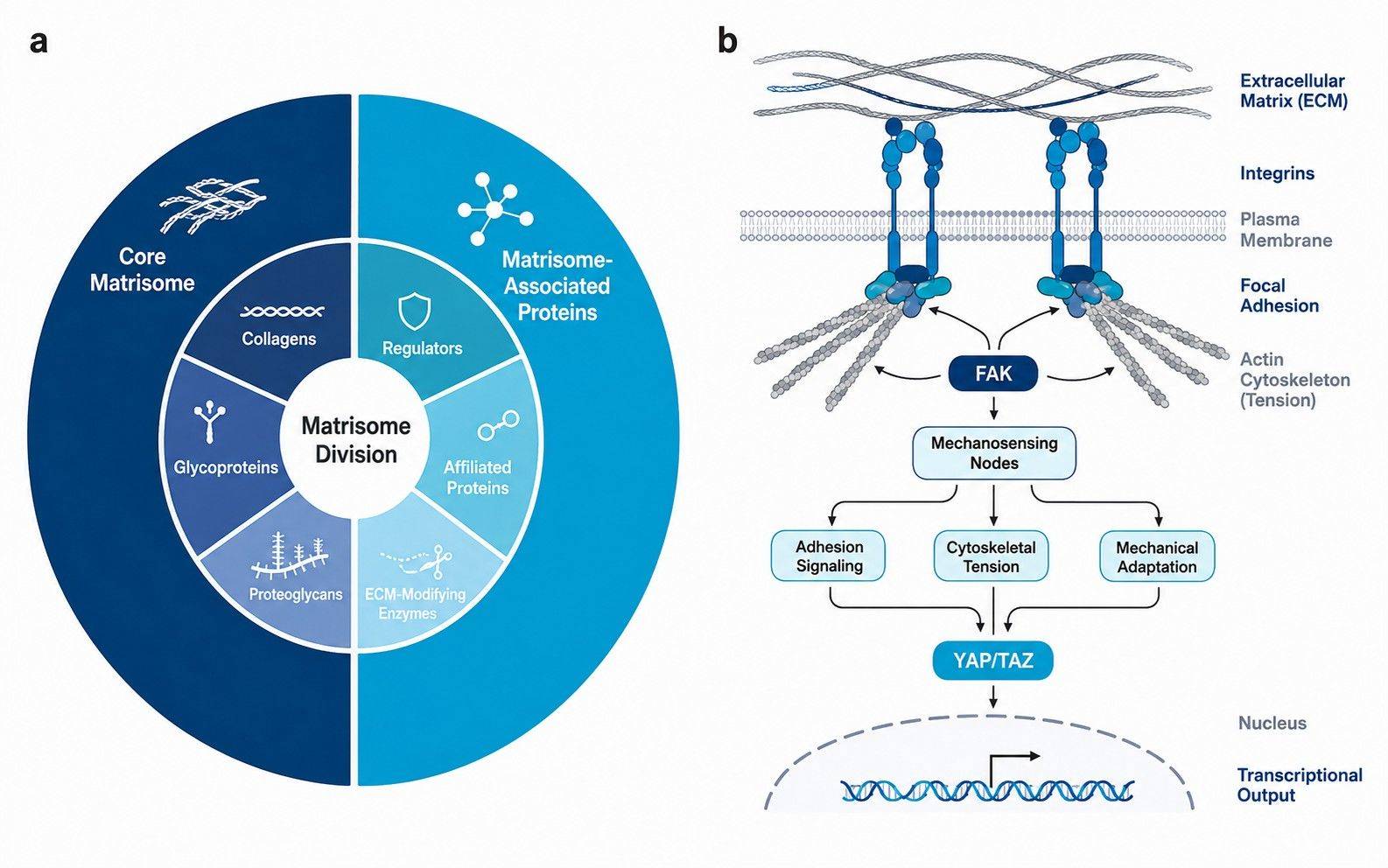 Matrisome classification pie chart and integrin signaling network