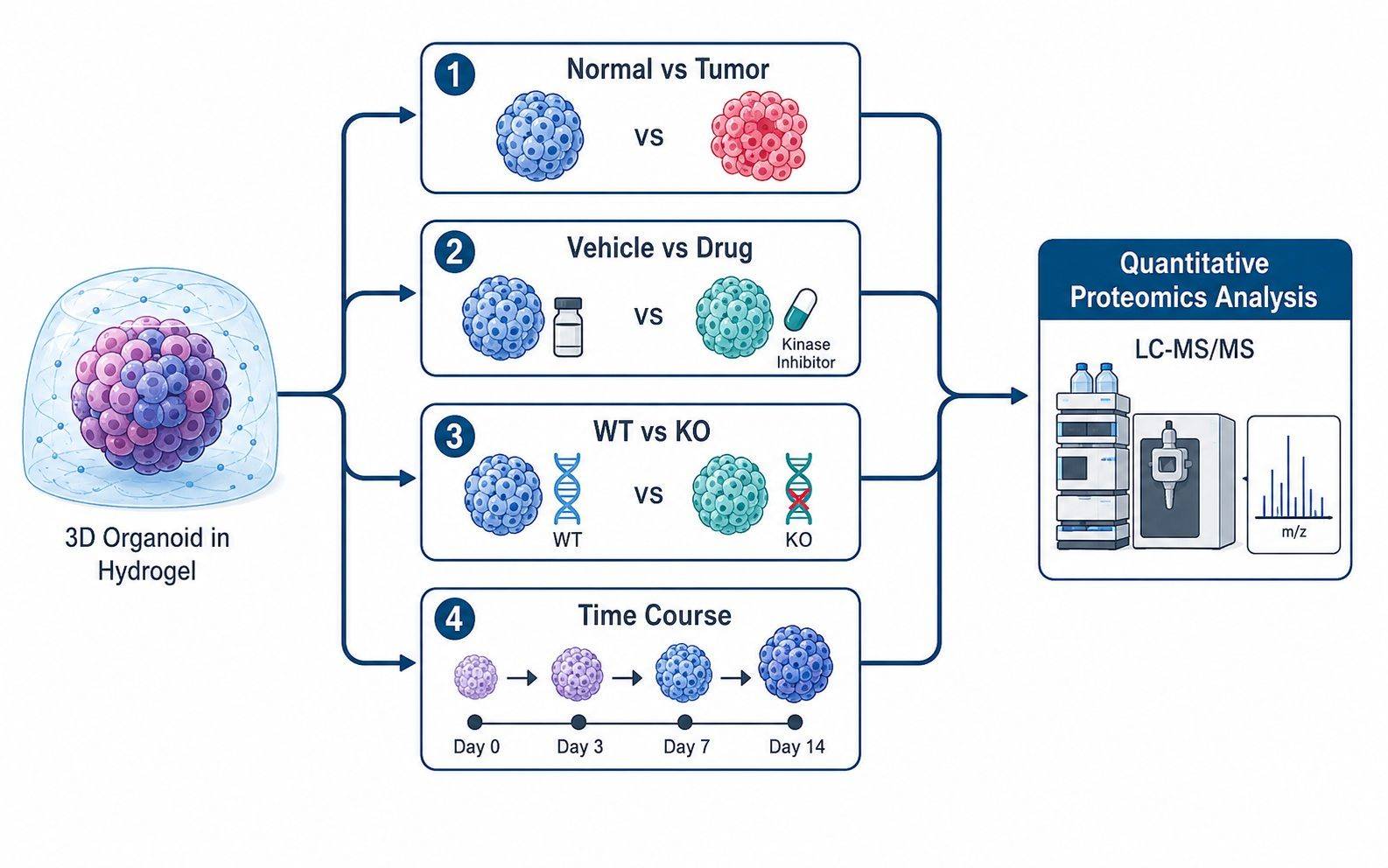 Organoid proteomics study design and project workflow overview