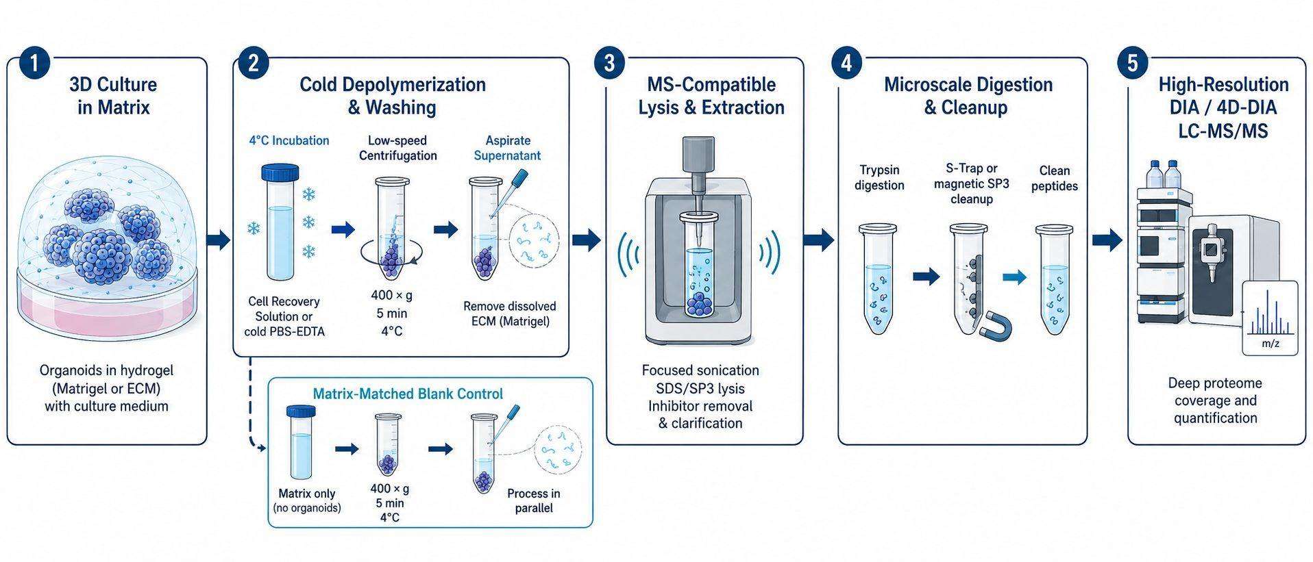 Organoid harvesting, extracellular matrix removal, and microscale peptide preparation workflow