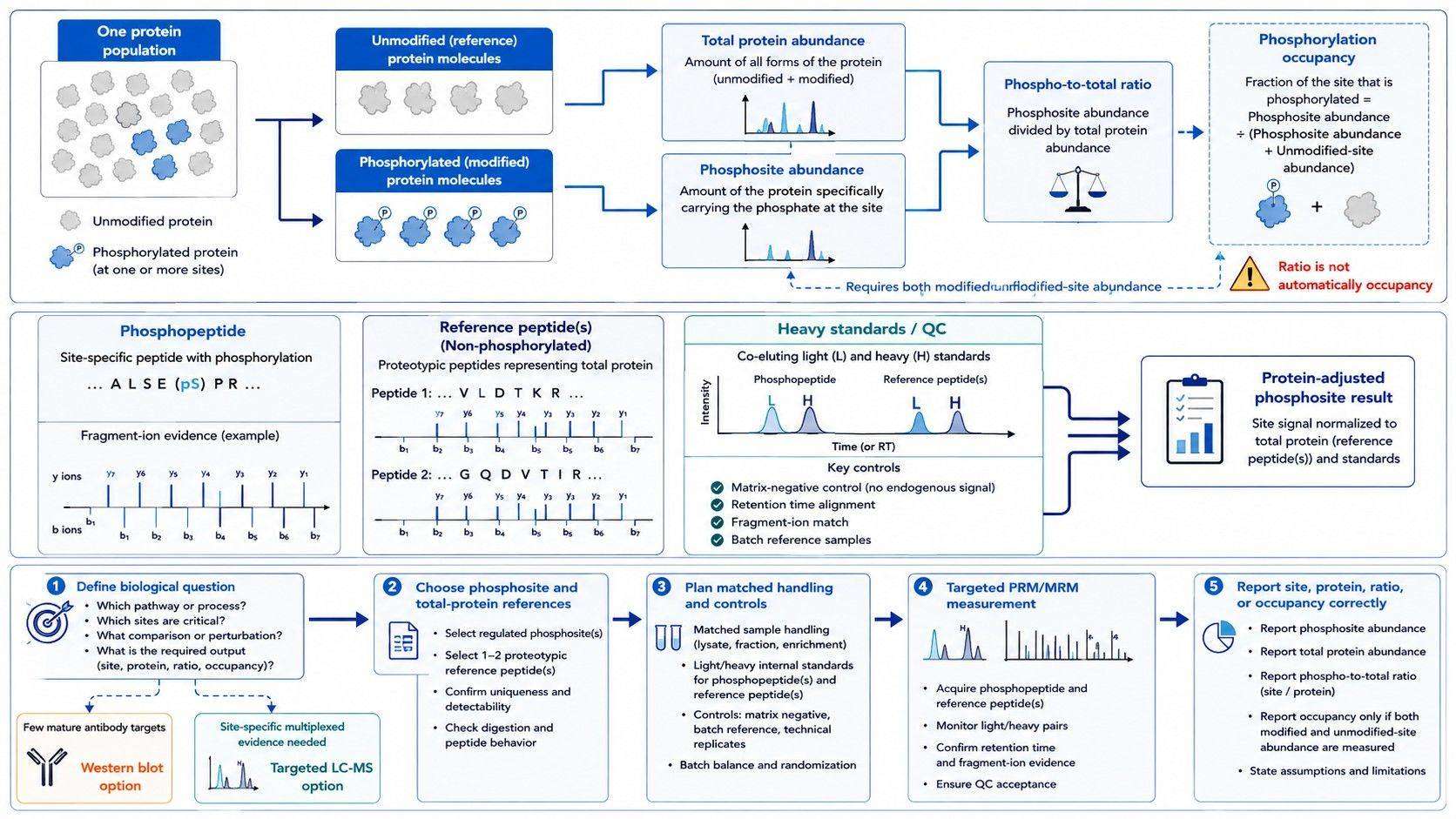 Study design workflow from phosphosite question to matched protein reference peptides QC and interpretable phospho-to-total results