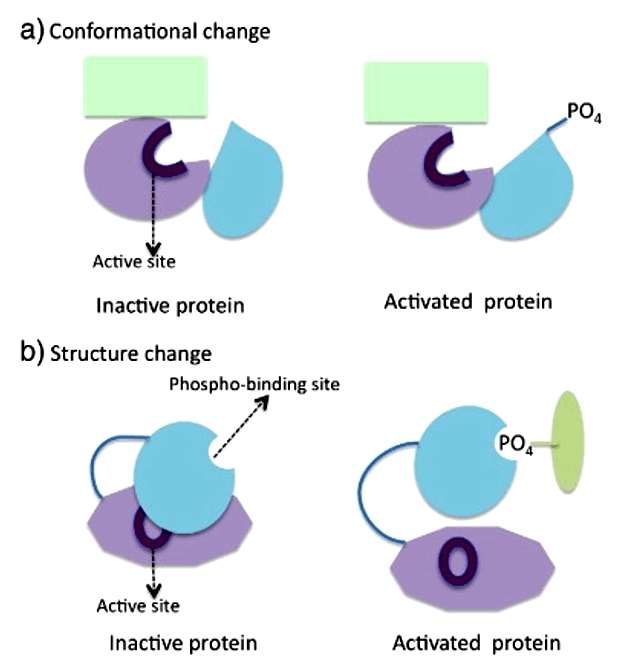 Phosphoproteomics Service