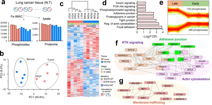 Phosphoproteome profiling of lung cancer tissues.