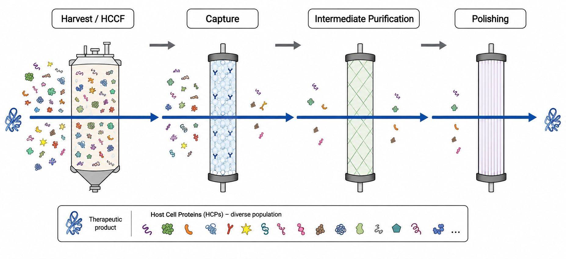Protein-resolved HCP behavior across sequential purification stages