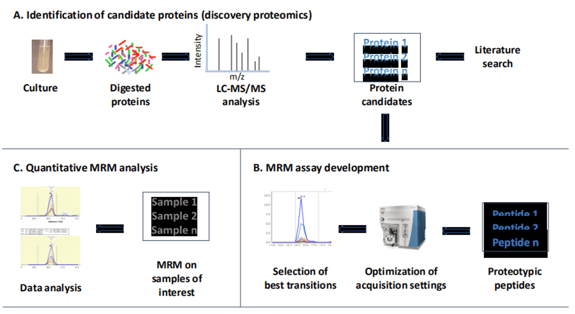 Schematic representation of a typical workflow to study bacteria proteomes
