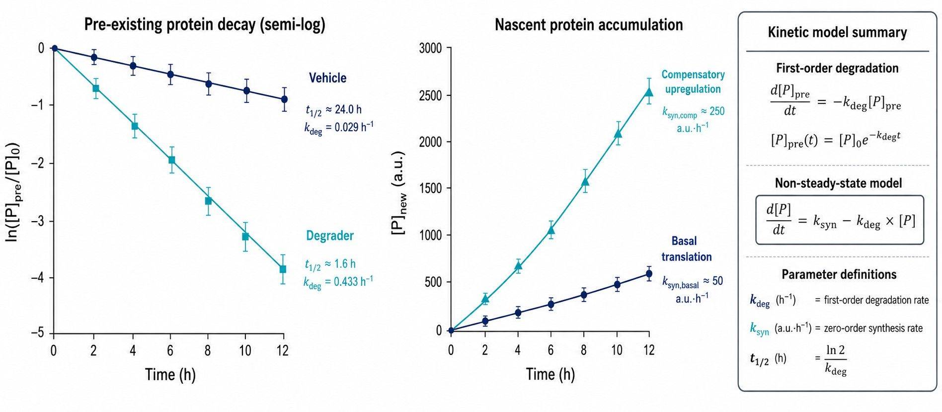 Kinetic deconvolution curves and mathematical rate constant extraction in pulse SILAC