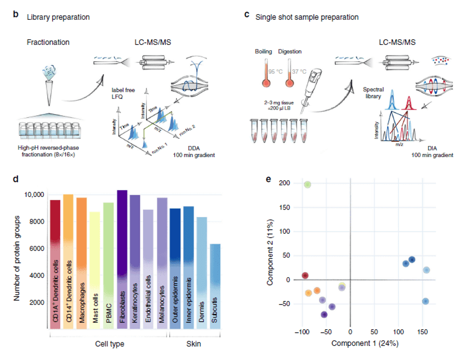 Workflow of quantitative proteomics of human skin