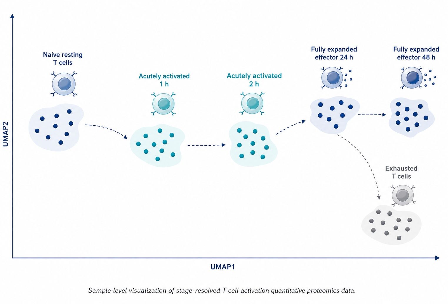 PCA and UMAP clustering of T cell activation and exhaustion trajectories