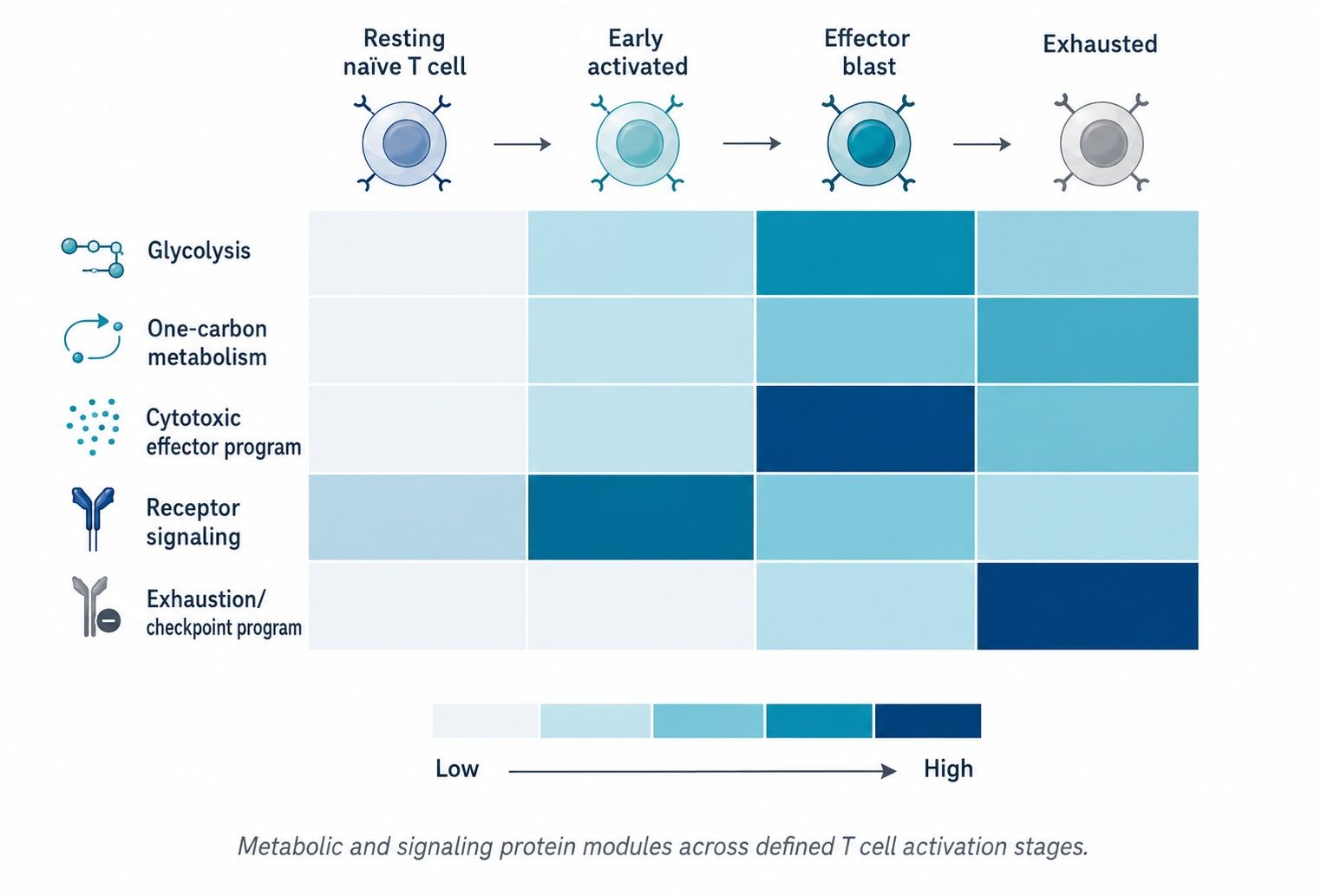 Metabolic reprogramming and temporal heatmap