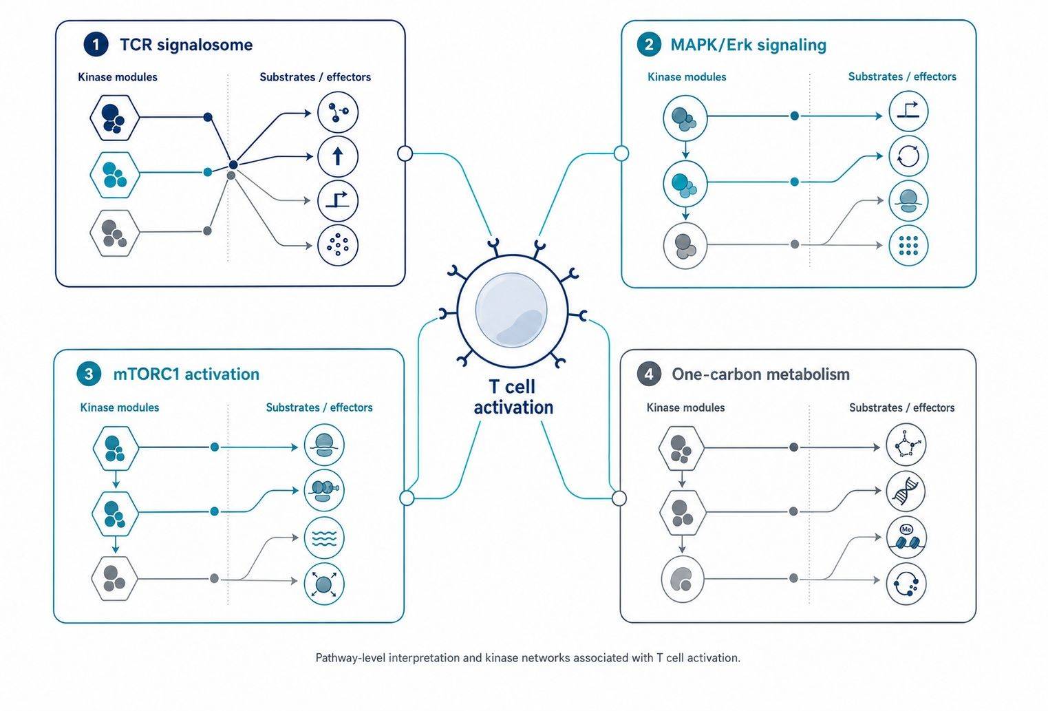 GSEA pathway enrichment and KSEA kinase network