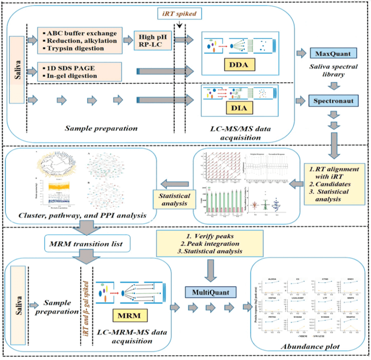 Label-free quantitative discovery and MRM based targeted validation workflow. 