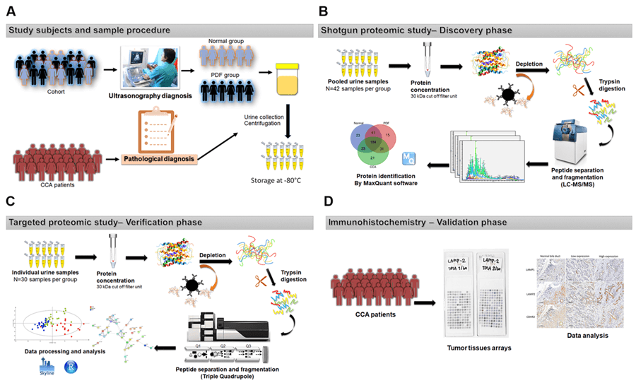 The workflow for urinary protein biomarker discovery.