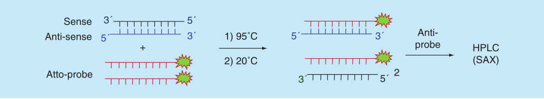 Hybridization-based LC fluorescence assay quantifying double-stranded siRNAs in mouse plasma.