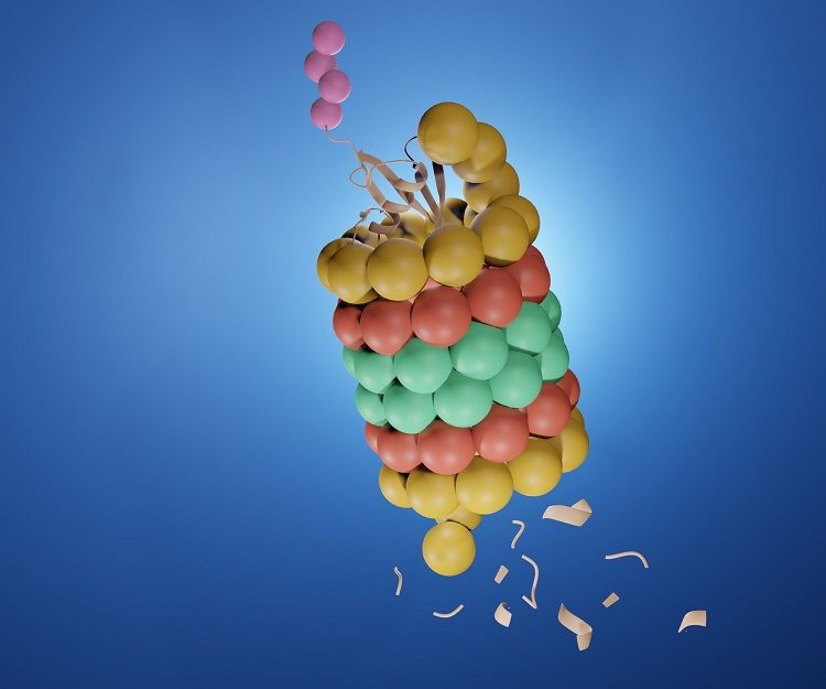 PROTAC Research Based on Peptidomics