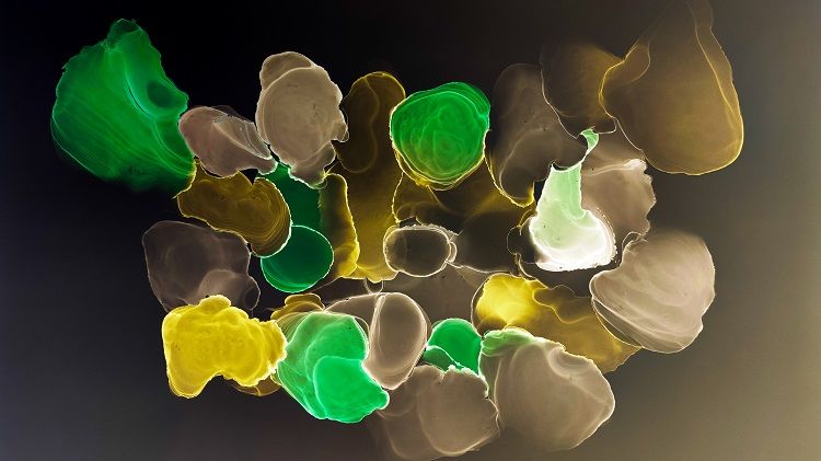 Peptidomics-Based Research on the Mechanism of Molecular Glue