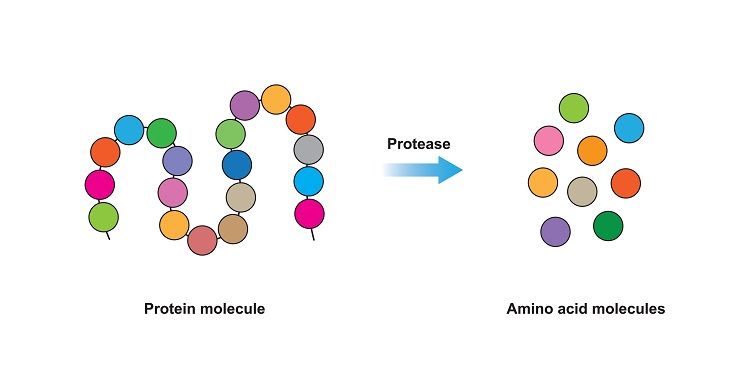 Peptidomics-Based Proteolytic Pathways Research