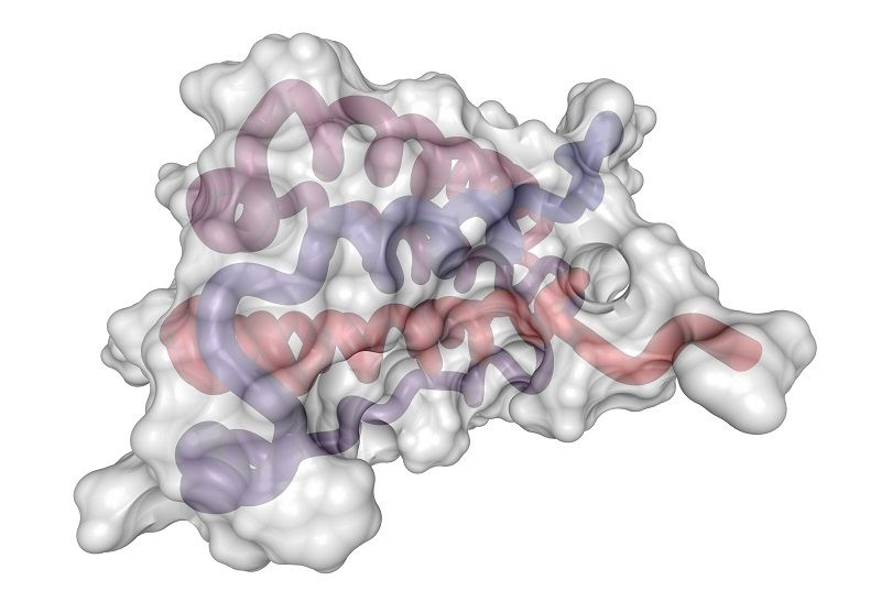Qualitative Peptidomics Services