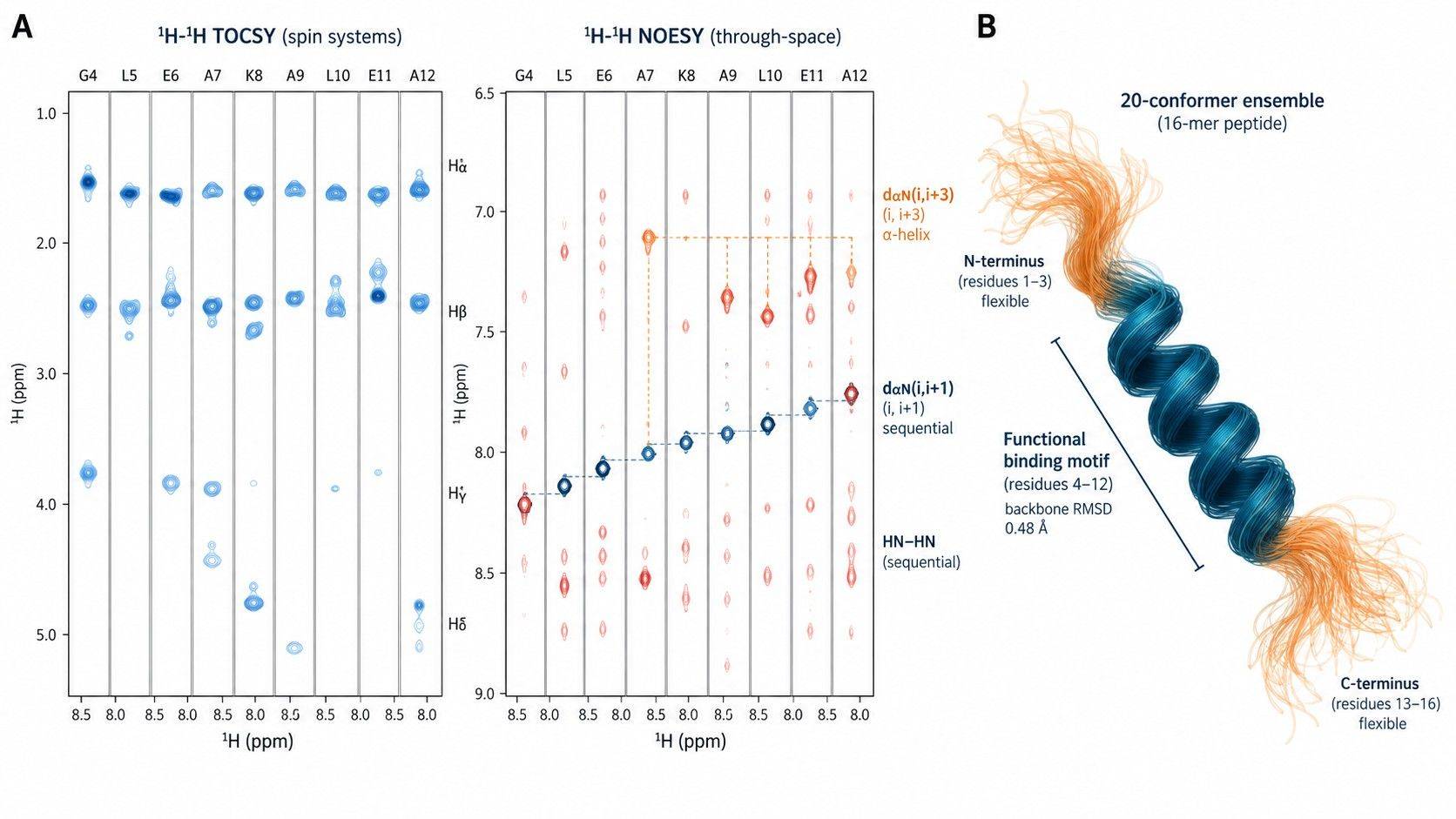 2D Solution NMR structural analysis of short peptides showing 1H-1H TOCSY, NOESY cross-peaks, and conformational ensemble calculation.