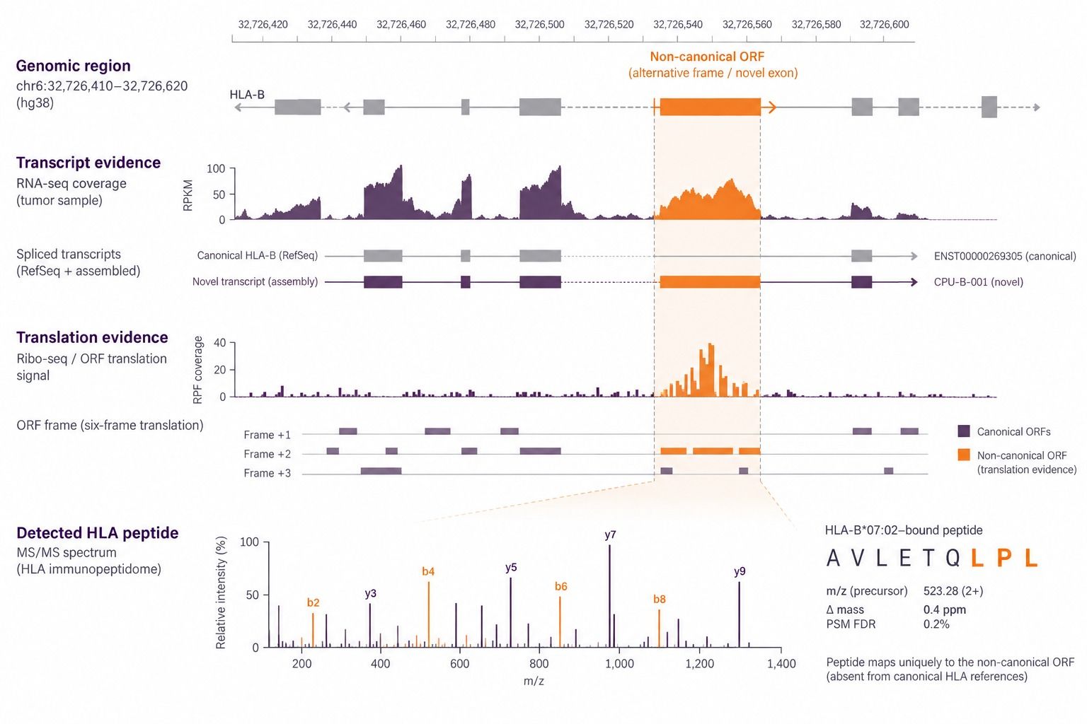 Representative proteogenomic evidence supporting a cryptic HLA peptide