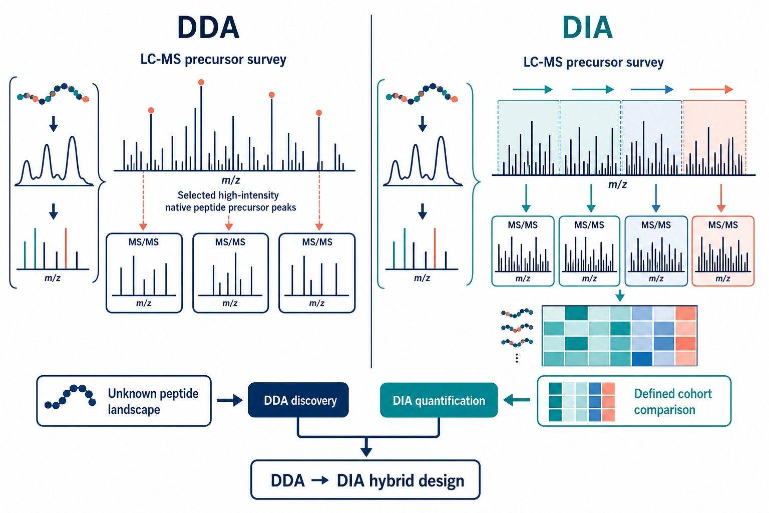 DDA vs DIA for Endogenous Peptidomics: Choosing Discovery Depth, Quantitative Completeness, and Cohort Scale