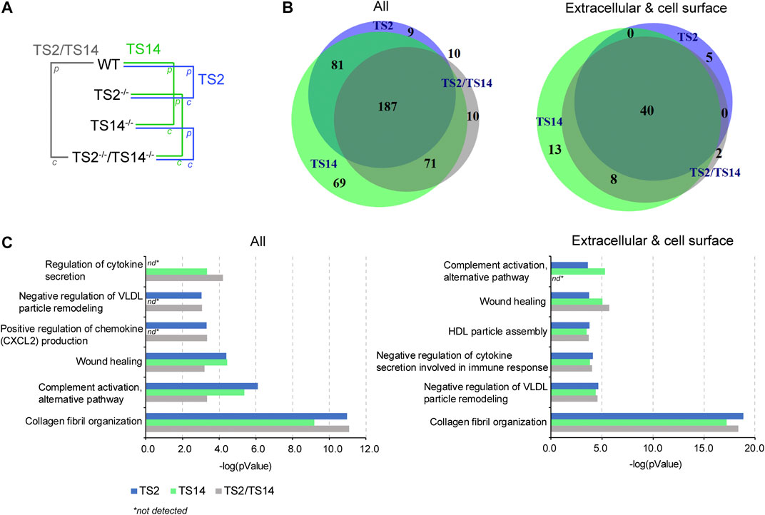 Comparative degradomics figure showing protease-dependent substrate discovery and pathway interpretation from in vivo N-terminomics.