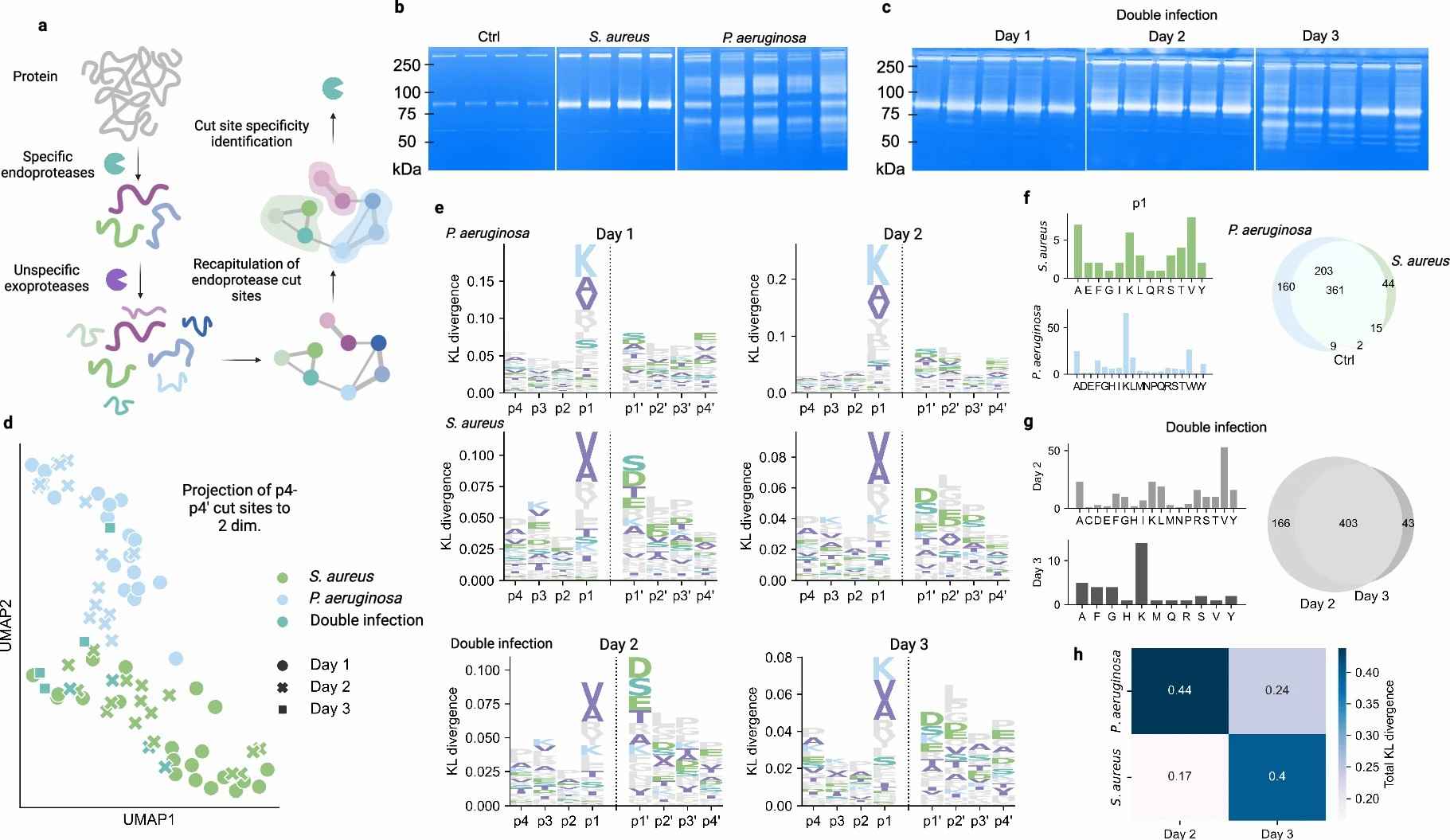 Figure 3 from Hartman et al. 2024 Nature Communications: protease cleavage site logoplots (p4-p4 prime window) showing pathogen-specific proteolytic signatures in wound fluid.