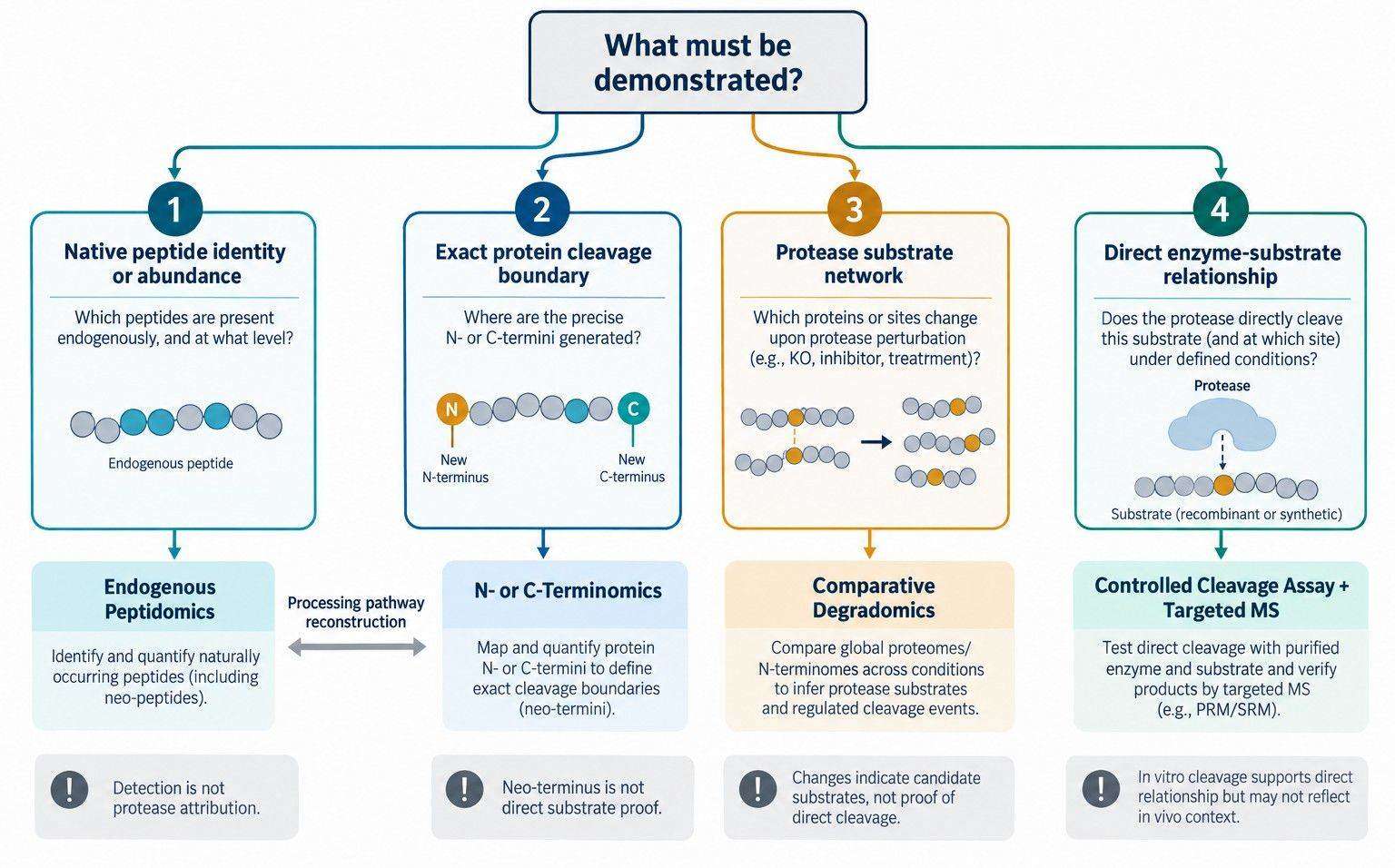 Endogenous Peptidomics vs. Degradomics: When Do You Need N-Terminomics?