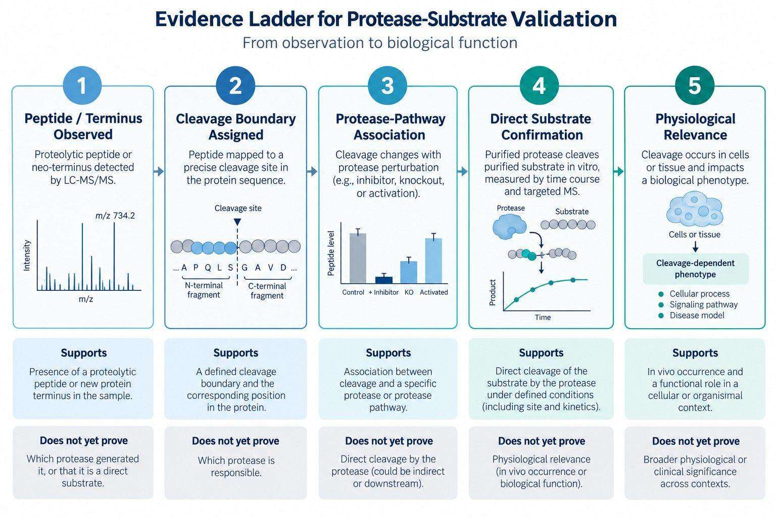 Five-level evidence ladder from peptide detection through direct cleavage confirmation and physiological relevance.