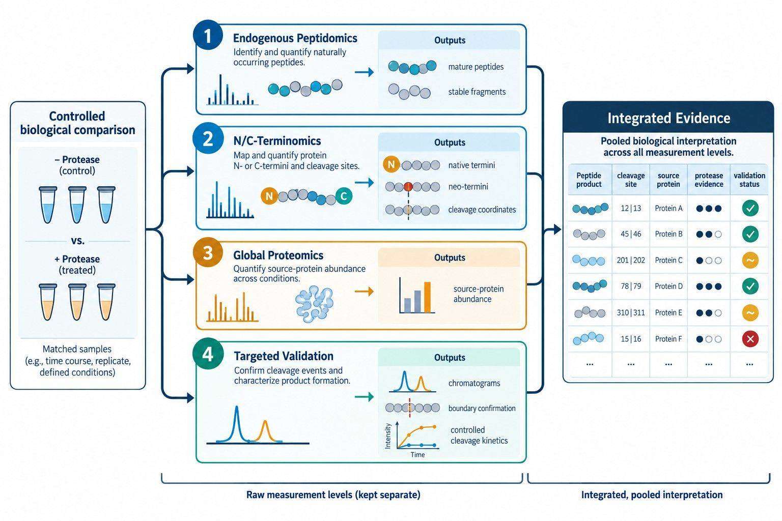 Combined peptidomics, terminomics, global proteomics, and targeted validation workflow for proteolysis studies.